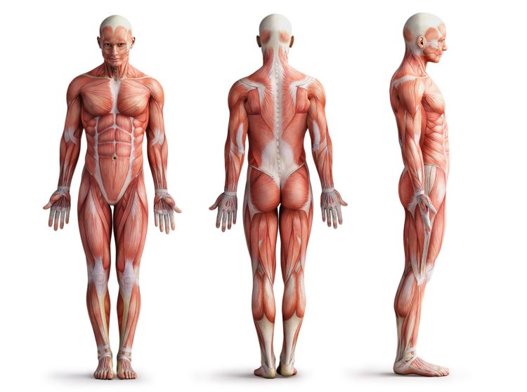 O corpo humano – esta fantástica máquina divina